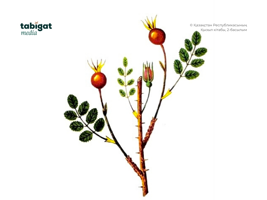 Неміс аққұбалар үйдегі порно Үштік порно инцест